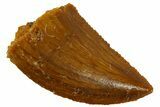 Serrated Raptor Tooth - Real Dinosaur Tooth #300843-1